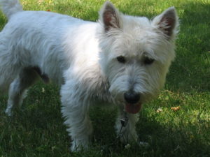 Pippin the West Highlands Terrier