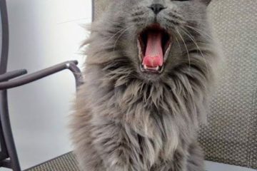 yawning gray cat